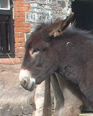 petemay1stbirthday 