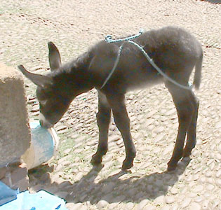 pete2weeks1 