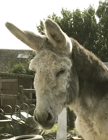 Chocolate roan donkey Pierre.