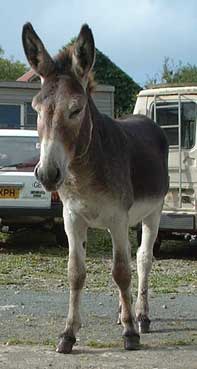 Pierre 