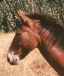 mule Remus.