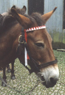 remus4