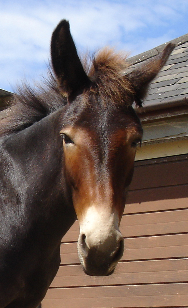 mule Rupert