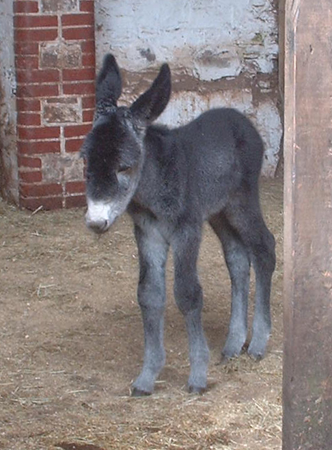 verytiredfoal