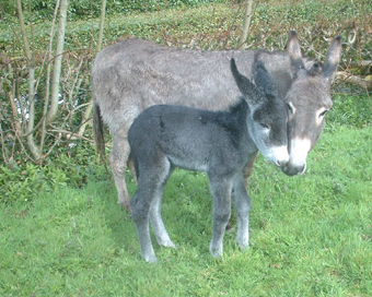 sinead talkstobaby
