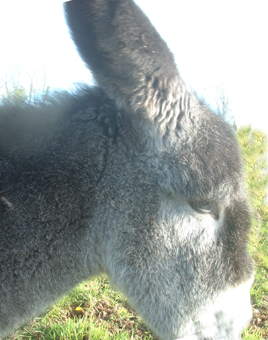 sarahcloseup