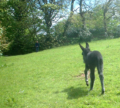 sarahrunning