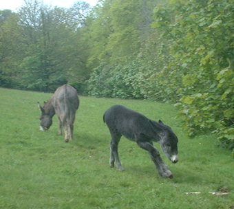 sarahrunning