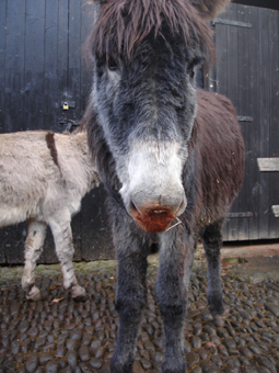 sarahrednose