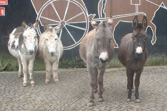 jakejas, sinead, kiwi 