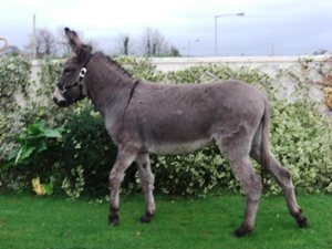 Sinead in headcollar 