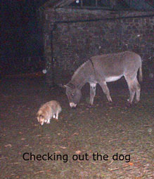 staring at dog 