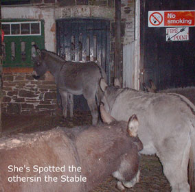 with donkeys 