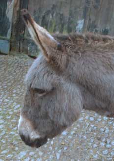 donkey Sinead