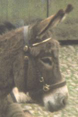 donkey Toby.