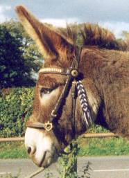 donkey Welly.