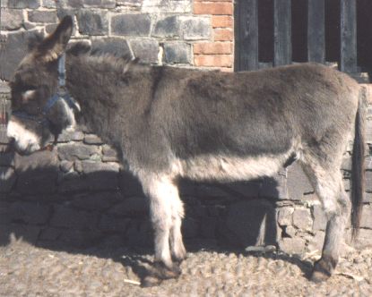 welly4.jpg