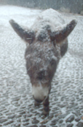 insnow