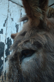 wellycloseup