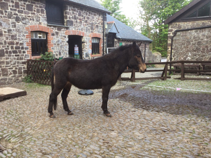 mule asleep in the front of the yard 