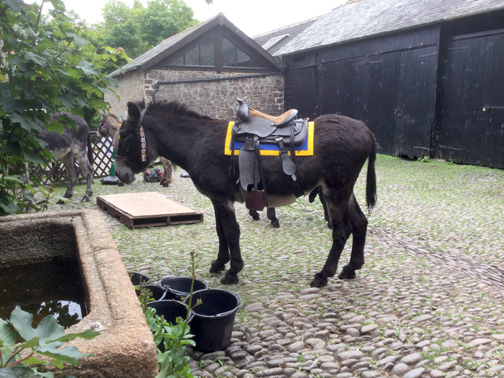 Peter by the water trough with his saddle on 