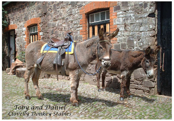 Toby and Danny sunbathing by the stable wall 