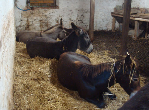 3 donkeys aslep on the straw 