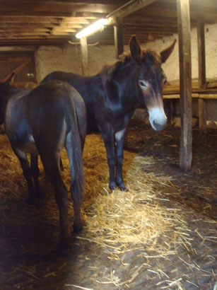 showing that daves was like the main stable originally 