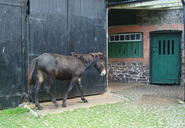 The back corner of the yard 